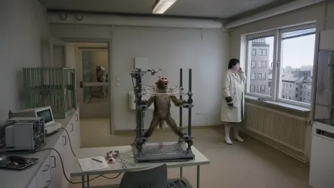 Голубь сидел на ветке, размышляя о бытии — кадр 4