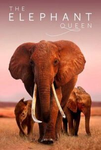 Постер к Королева слонов бесплатно