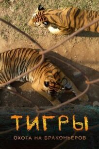 Постер к Тигры: Охота на браконьеров бесплатно