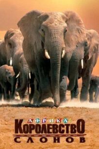 Постер к Африка – королевство слонов бесплатно