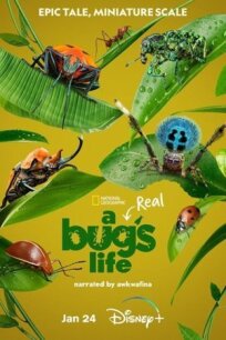 Постер к Настоящая жизнь жука бесплатно