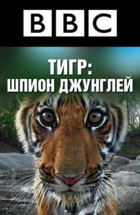 Постер к BBC: Тигр – Шпион джунглей бесплатно