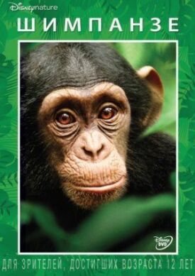 Постер к Шимпанзе бесплатно