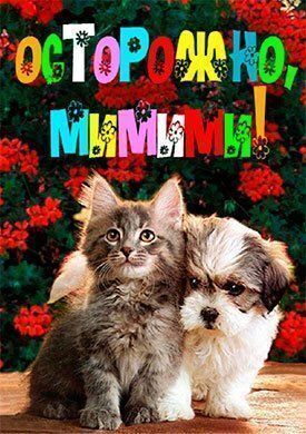 Постер к Симпатичные котята и щенки бесплатно