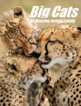 Постер к Кошки: Удивительная звериная семейка бесплатно